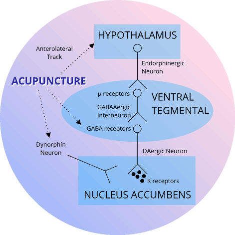 Acupuncture effects on neurotransmitters-Rivernorth Acupuncture Diamond Bar